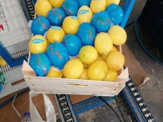 Limón 1a clase, cal. 1/2/3 precio 0,80 € /
