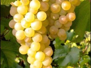 Vendo uvas de mesa y vinos de variedades nobles