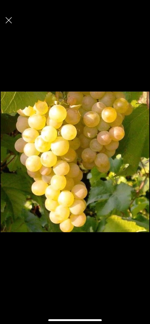 Vendo uvas de mesa y vinos de variedades nobles Sauvignon Blanc, Fetească Regală, Fetească Albă, Fetească Neagră Merlot