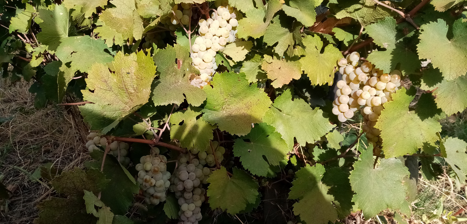 El ingeniero enológico Pîrvu Marian ofrece uvas a la venta: 3 toneladas de Feteasca Alba 500 kg toneladas de Feteasca Neagra 3 toneladas de Riesling italiano
