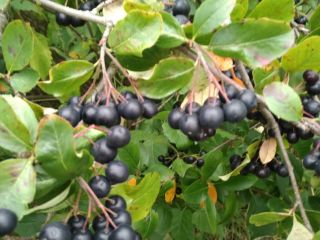 Vendo chokeberry y frambuesa con certificado ecológico.