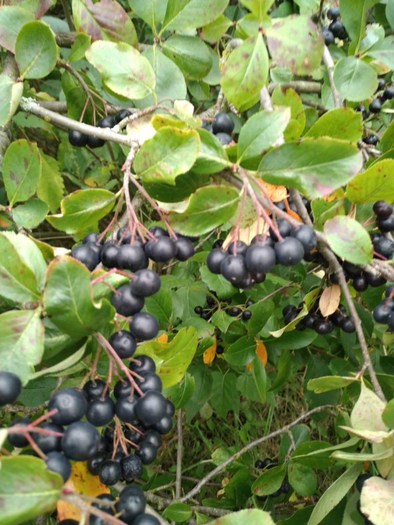 Vendo chokeberry y frambuesa con certificado ecológico