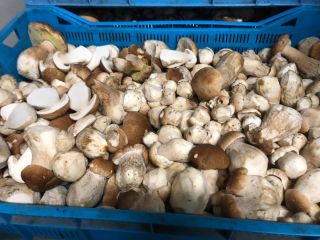 Venderé hongos del bosque