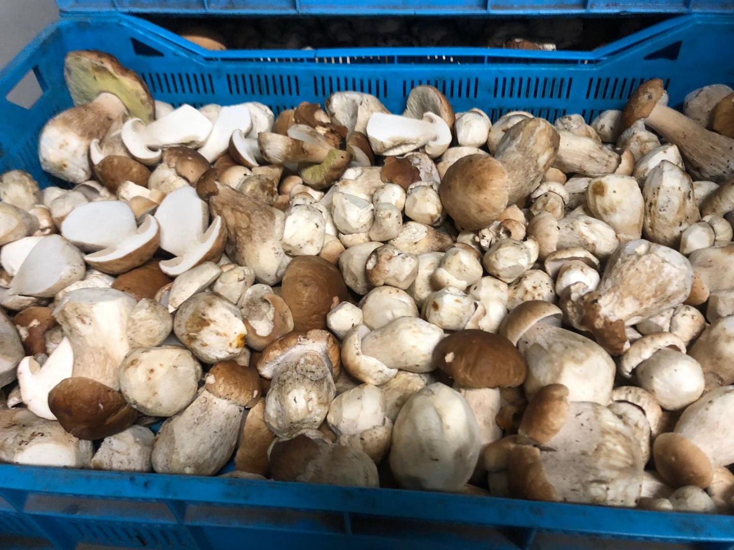 Venderé un boleto por hongos del bosque