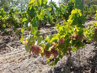 Venta de uvas y mosto - Dealu Mare, zona