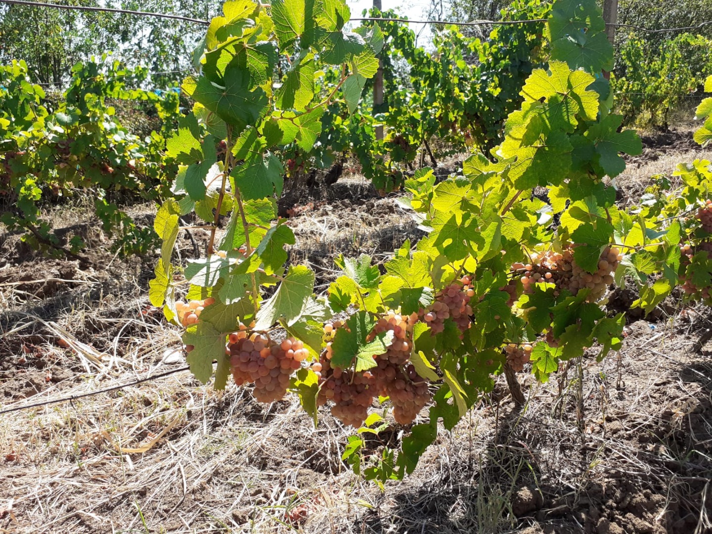 Venta de uvas y mosto - Dealu Mare, zona Ceptura