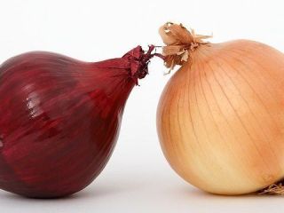 Cebollas rojas y blancas de Grecia Thessalia producidas por