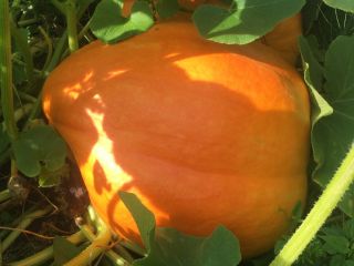 Calabaza 100% orgánica