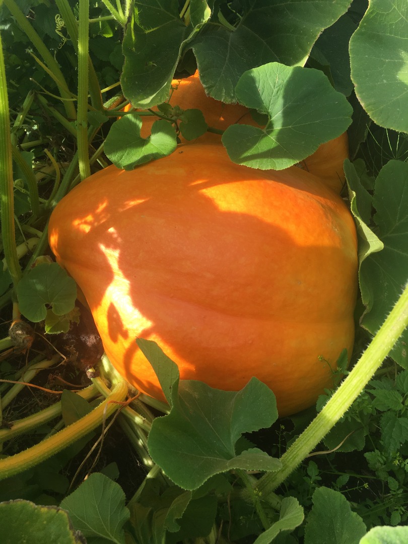Calabaza 100% orgánica