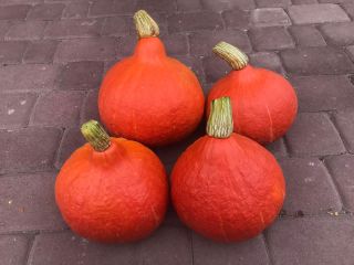 Venderé una variedad de calabaza de hokkaido.