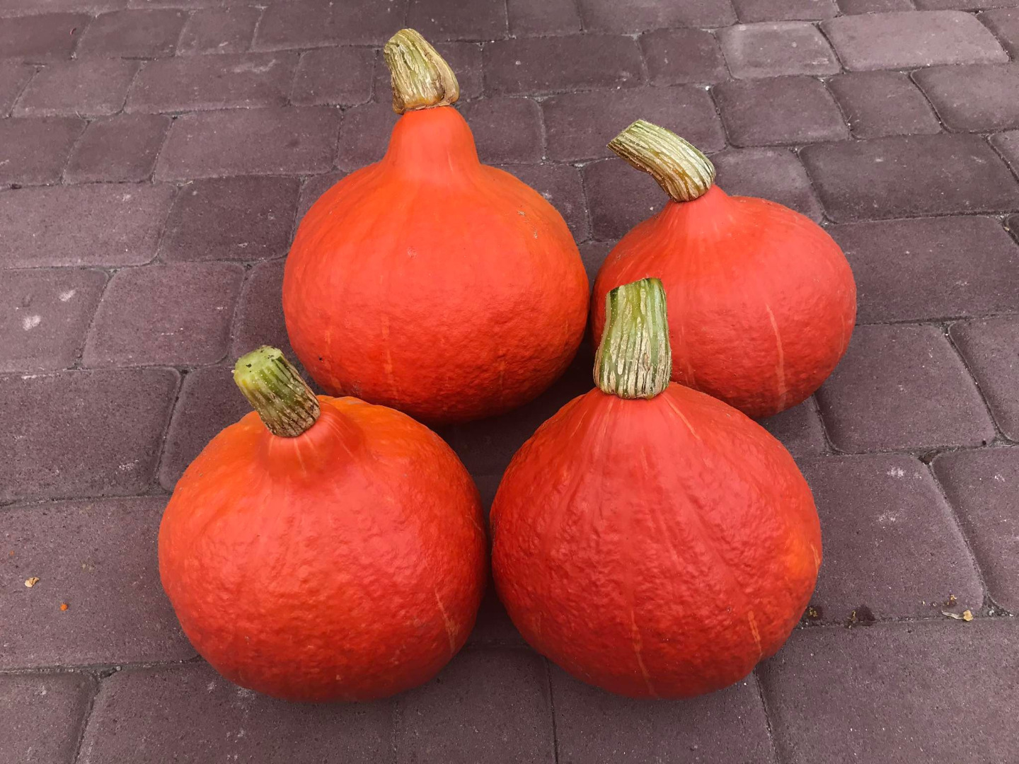 Venderé una variedad de calabaza de hokkaido