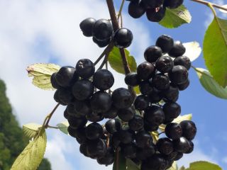 La Cooperativa Agrícola Murino comienza a cosechar chokeberries la