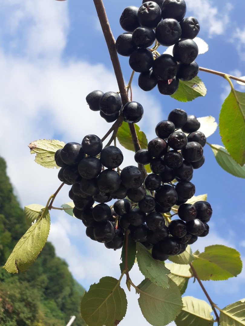 La Cooperativa Agrícola Murino comienza a cosechar chokeberries la próxima semana