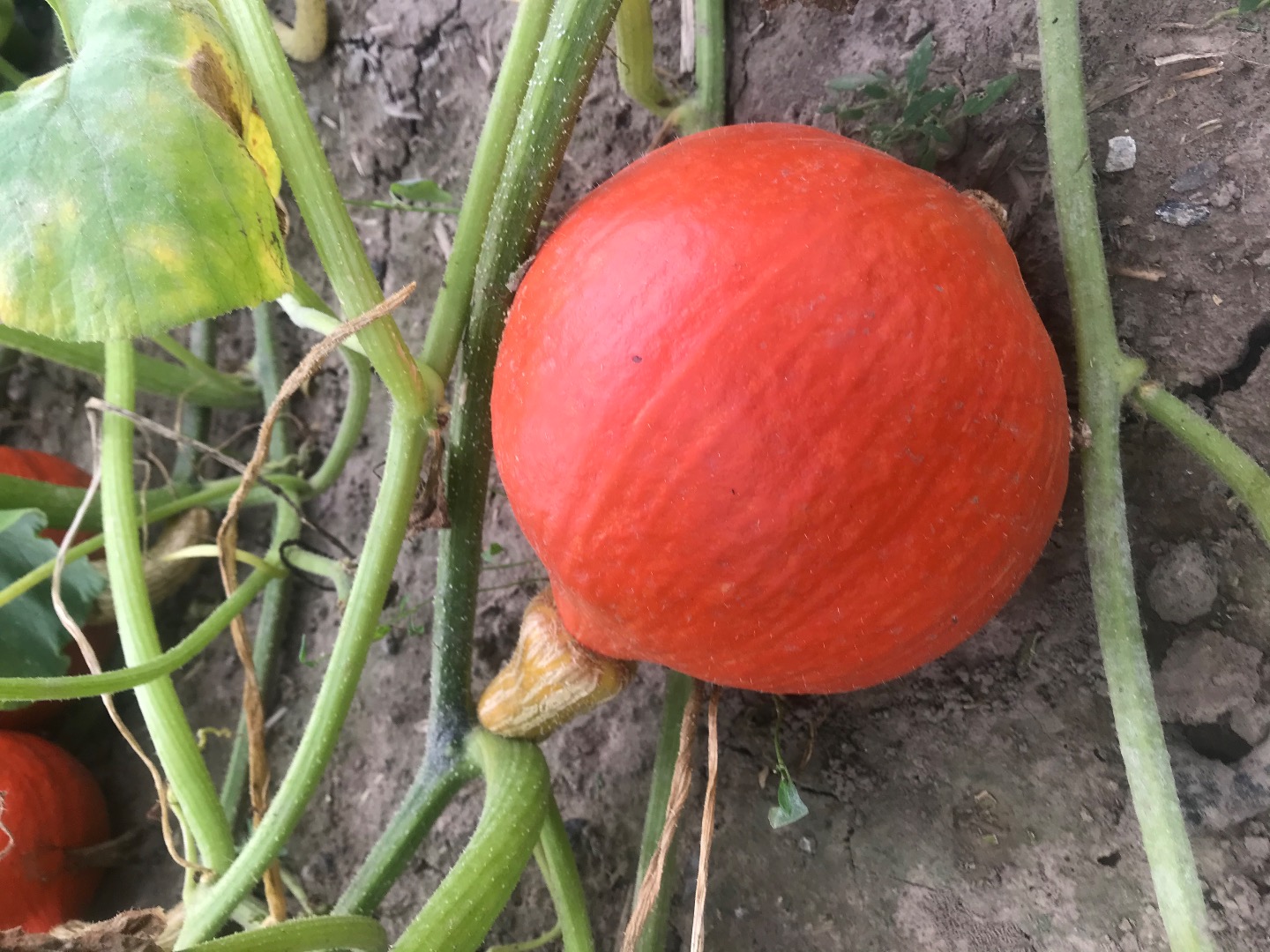 Venta de calabazas comestibles de Hokkaido y Pizmowa (4 PLN / kg)