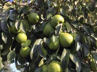 Venta de peras Lukasówka. Justo fuera del árbol. Cantidad