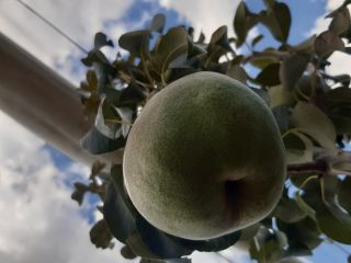 Vendo 3 toneladas de peras de otoño, más detalles