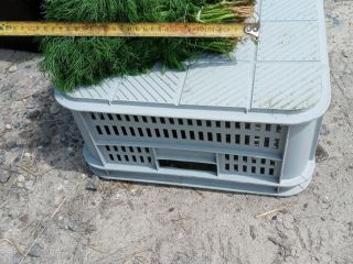 Venta de hinojo verde. Posibilidad de cooperación permanente para