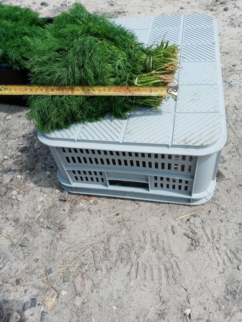 Venta de hinojo verde