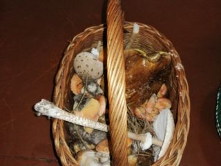 Venderé setas boletes Boletes Chanterelles Kites Riga y otros