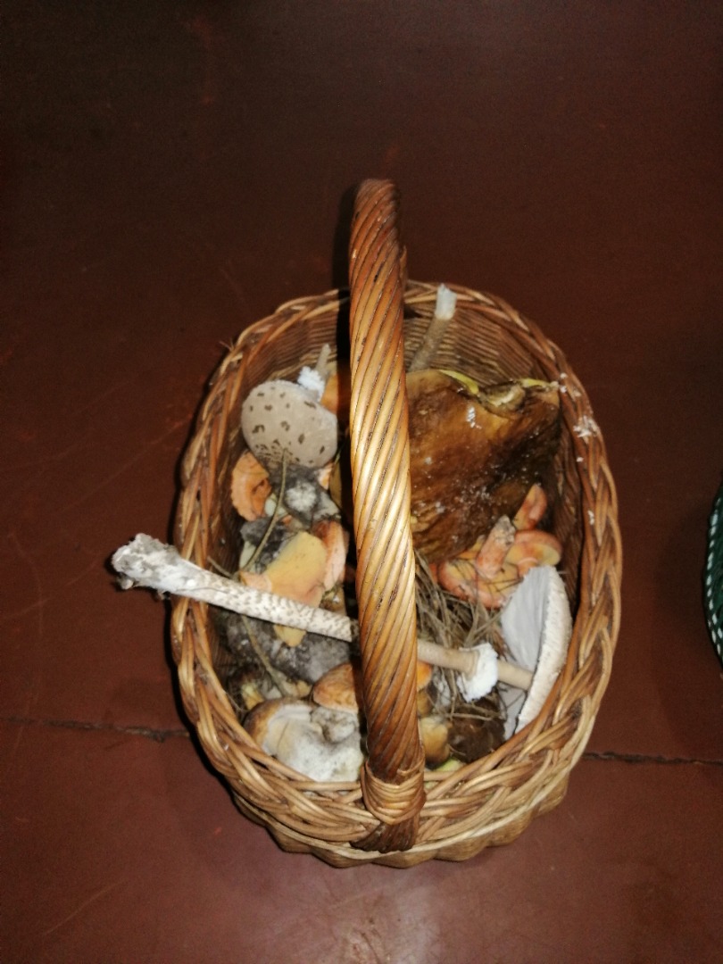 Venderé setas boletes Boletes Chanterelles Kites Riga y otros