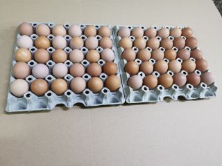 Hola, tengo a la venta huevos de gallinas jóvenes