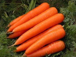 Venderé y comercializaré cantidades muy grandes de zanahorias saludables.