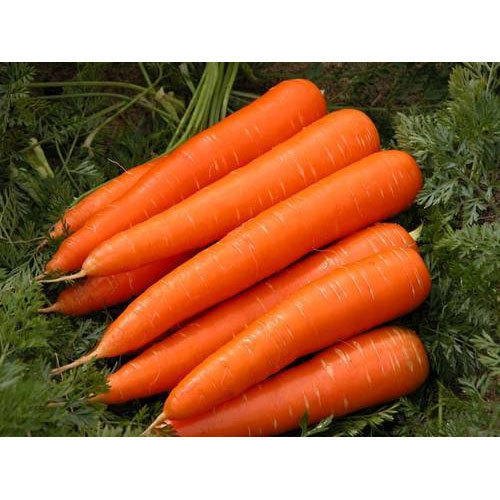 Venderé y comercializaré cantidades muy grandes de zanahorias saludables