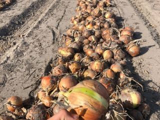 Venderé cebollas, variedad: Robusta, Bonus F1 Calibre 5-10 Más
