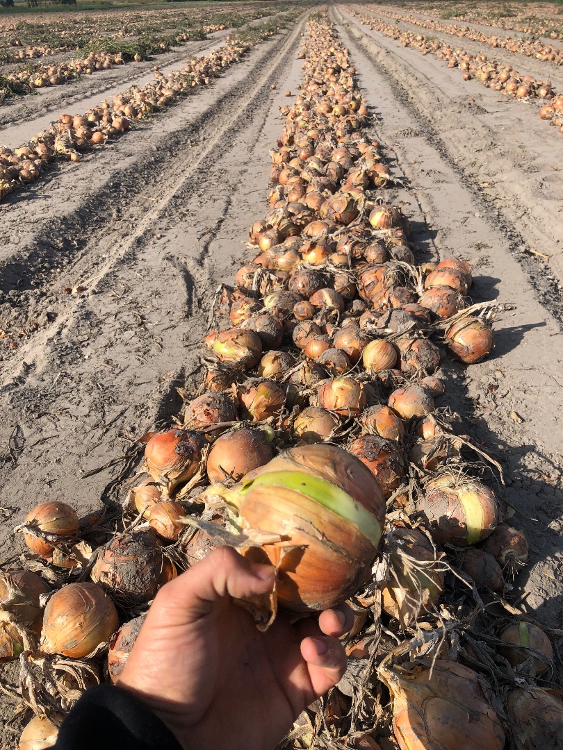 Venderé cebollas, variedad: Robusta, Bonus F1 Calibre 5-10 Más información al