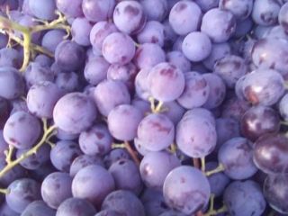 Vendo uvas de mesa finas Muscat de Hambourg. Precio