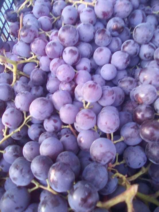 Vendo uvas de mesa finas Muscat de Hambourg