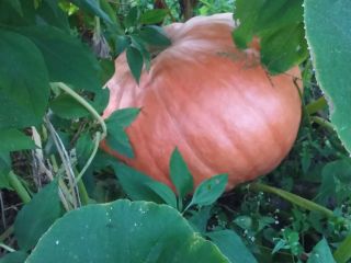 Calabaza grande de 10 a 60 kg