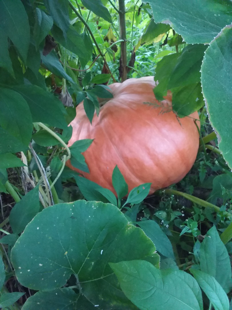 Calabaza grande de 10 a 60 kg