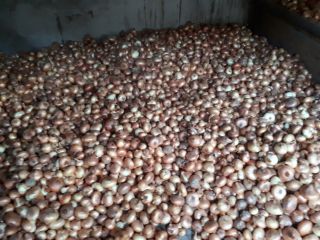 Vendo cebollas gran cantidad tamaño adecuado precio negociable.