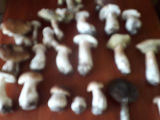 Hongos porcini secos y setas mixtas