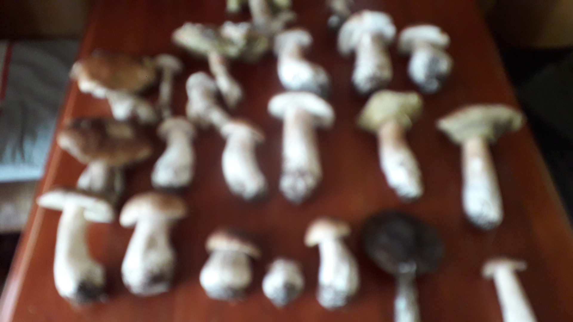 Hongos porcini secos y setas mixtas