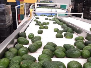 AGUACATE HASS BIO Y ECOLÓGICA DE PRIMERA CALIDAD Somos
