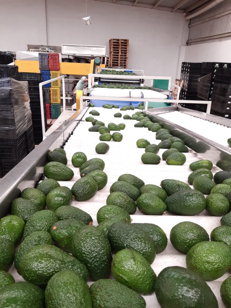 AGUACATE HASS BIO Y ECOLÓGICA DE PRIMERA CALIDAD Somos productores y comercializamos aguacate hass en América y Europa