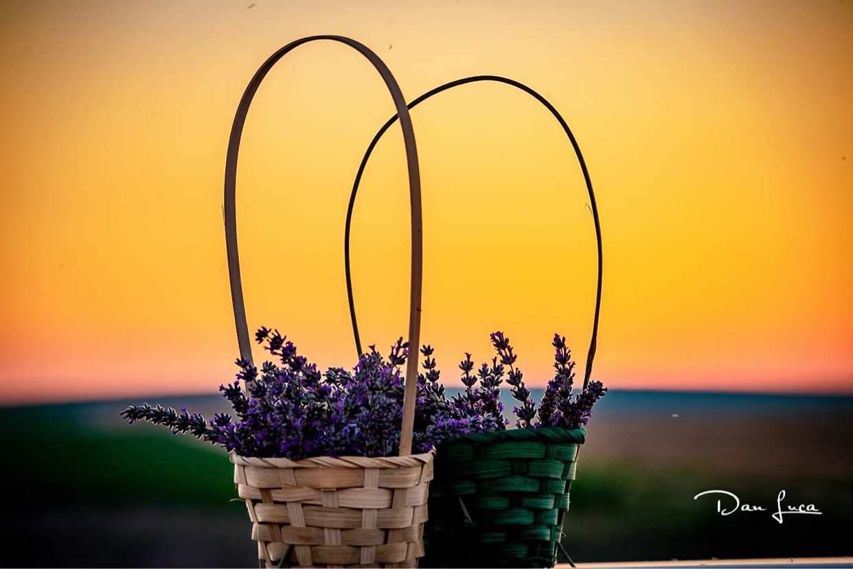 Vendo 80 litros de aceite de lavanda y 900 litros de agua de lavanda (hidrolato)