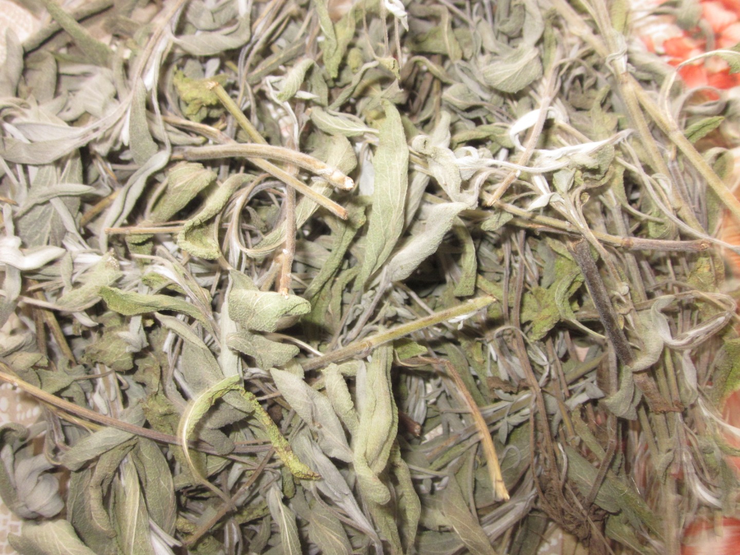 Salvia officinalis-pedúnculo, suelto