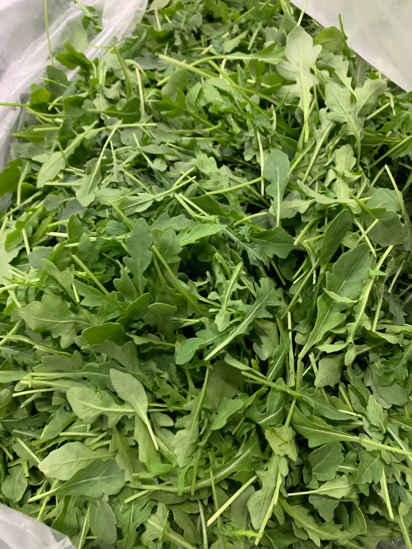 Rúcula fresca, directamente de fábrica Caja de 4,5 kg