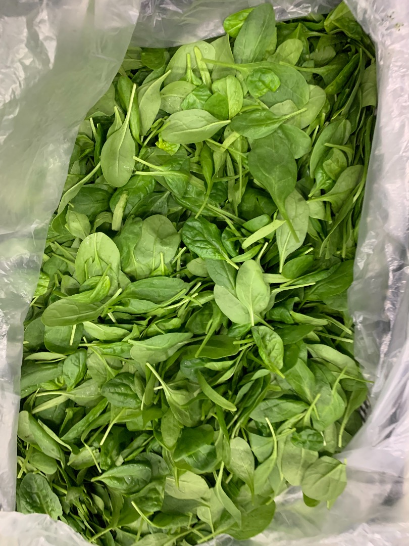 Espinacas tiernas frescas, directamente de fábrica Caja de 4,5 kg