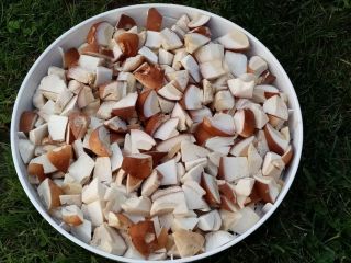 Hola. Venderé hongos porcini secos. Precio por 10 dag