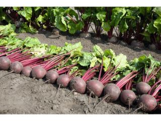 Productor local de la zona de Galati, vendemos remolacha