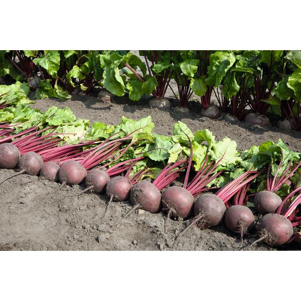 Productor local de la zona de Galati, vendemos remolacha de nuestra propia producción