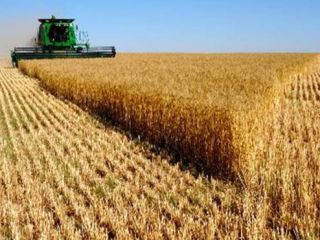 Producto: TRIGO Origen: EE.UU., Ucrania, Rusia Cantidad: 25000 -