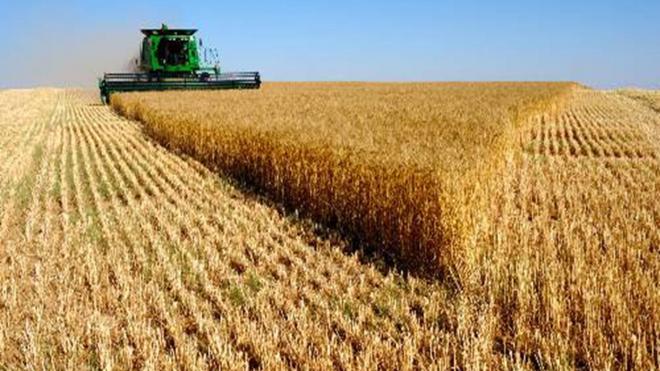 Producto: TRIGO Origen: EE.UU., Ucrania, Rusia Cantidad: 25000 - 100000 TM por MES Período de contrato: 12 MESES Condiciones de entrega: CIF Condiciones de