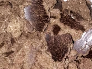 Aceite de semilla de palma de calidad y alimento