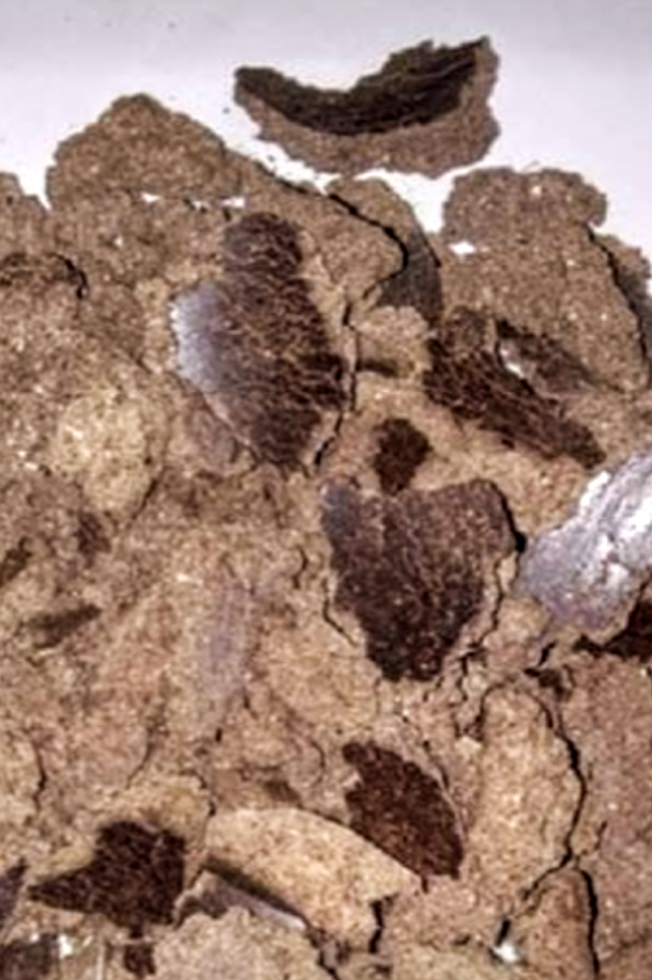 Aceite de semilla de palma de calidad y alimento para pasteles para vender a un precio asequible