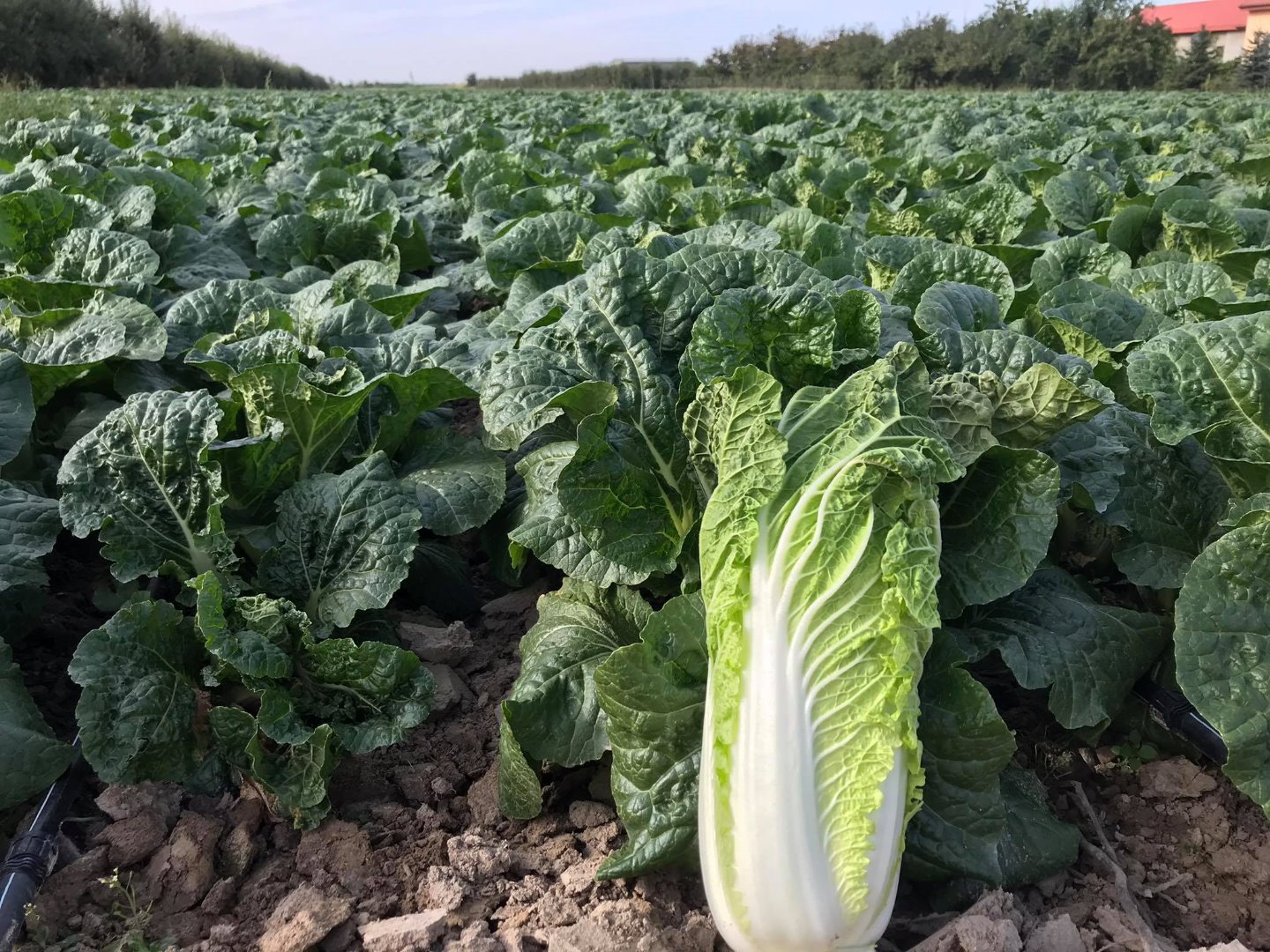 Venderé repollo chino, 0.8kg-1.5kg, precio y peso a acordar dependiendo del pedido